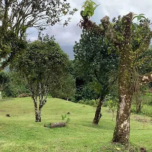 972b-coin De Verdure Au Pied De La Montagne Pelee , Le Morne-Rouge Martinique